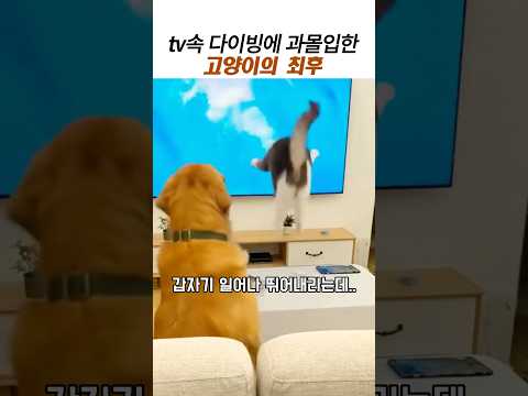 tv속 다이빙에 과몰입한 고양이의 최후#리트리버#댕댕이 thumbnail