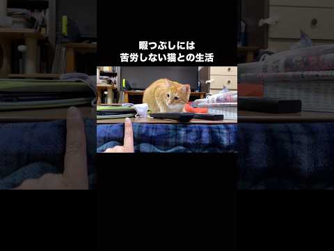 飼い主の指を獲物とみなし今にも襲いかかってきそうな茶トラ #茶トラ #茶トラ猫 #ねこのきもち #shorts thumbnail