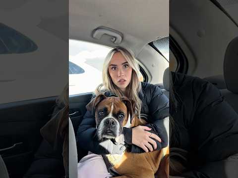I’ll happily babysit #dogs #dogcomedy thumbnail