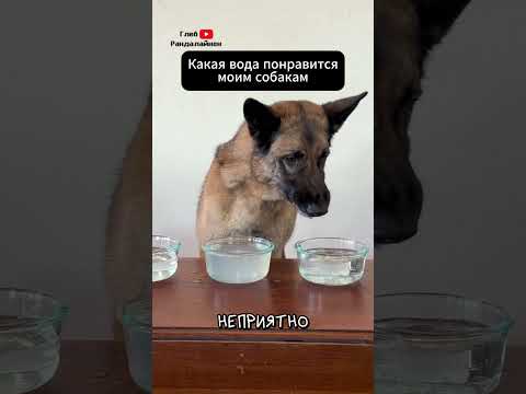 Почему Собаке Нельзя Газировку 🙅‍♂️ thumbnail