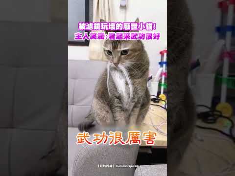 被濾鏡玩壞的厭世小貓！主人笑瘋：看起來武功很好 #shorts @ChinaTimes thumbnail