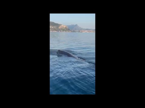 Giovane capodoglio avvistato a Capo Zafferano thumbnail