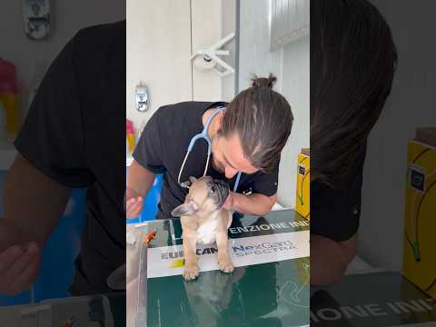Cercando di trattarli come dei bambini ♥️😂🥰 #bulldog #bouledoguefrançais #medvet #vet #microchip thumbnail