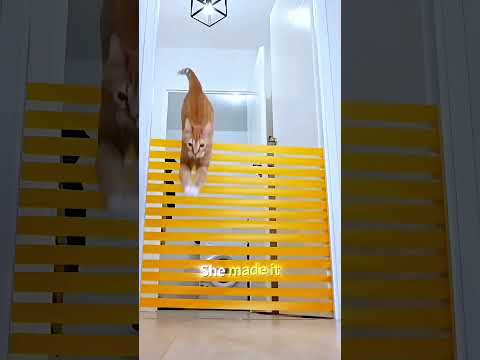 This cat's leap is astonishing thumbnail