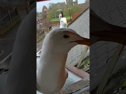 My Pet Seagull Shares Wormies With His Partner! thumbnail
