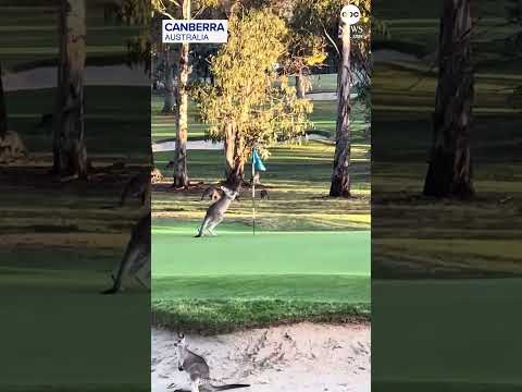 Kangaroo appears to box flagstick on golf course thumbnail