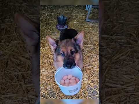 Умный пес устроил В КУРЯТНИКЕ БИЗНЕС🤩🐓🥚 thumbnail