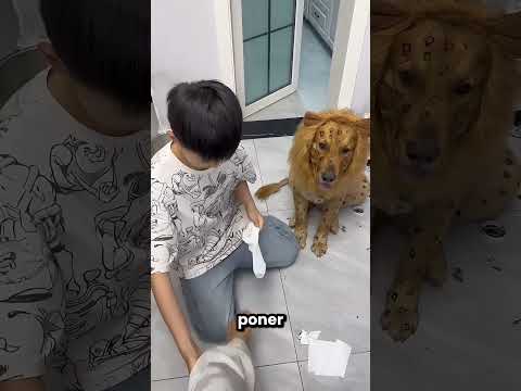 Este Niño Convirtió A Su Perro En Un León 😱🦁 thumbnail