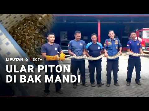 Mau Mandi Tapi Malah Temukan Ular Piton di Bak Air | Liputan6 thumbnail