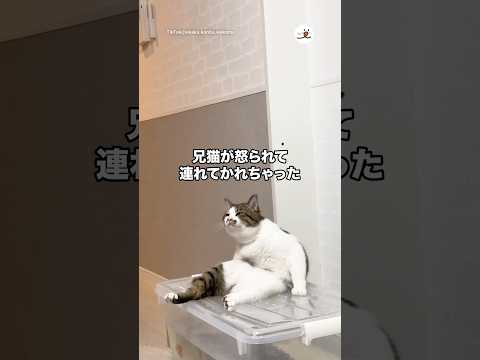 兄猫が怒られて連れてかれちゃった…｜PECO thumbnail
