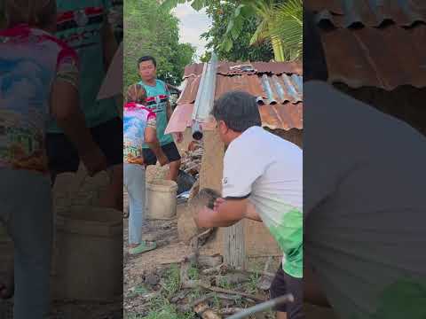 อ้ายพาพี่ชายไปขนฟืนก่อนเด้อเทอ #funny #ขึ้นหน้าฟีด thumbnail