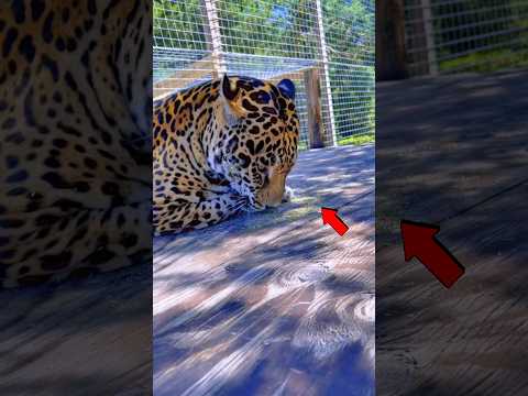 Dieser Stoff macht Katzen süchtig ? #shorts thumbnail