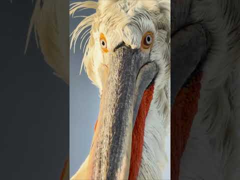 When you zoom in a little too much 👀 #DalmatianPelican #FreshwaterBird #BirdPhotography #Shorts thumbnail