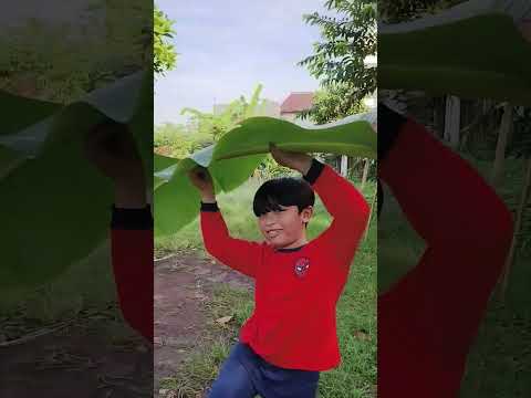 Ara Kaget Papa Potong Daun Pisang Utk Alas Daging Kurban Idul Adha. Ara Bantu Ambil Daunnya Pa 🌱🐐 thumbnail