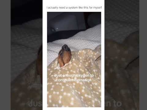 This is the perfect way to sleep. The outside blanket air should be cold and crisp thumbnail