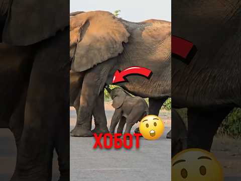 🐘 Почему слонёнок не умеет пить хоботом! #животные #природа #интересно thumbnail