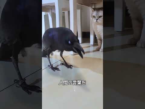 カラスのくちばしに触ると起こること thumbnail