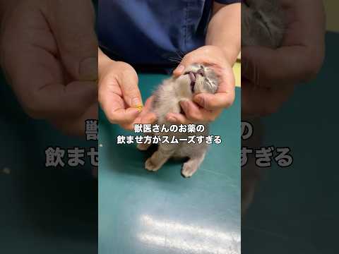 何年かこの先生にお世話になってるけど先生のこんな甘々な姿は初めて見た #子猫 #野良猫 #保護猫 #shorts thumbnail