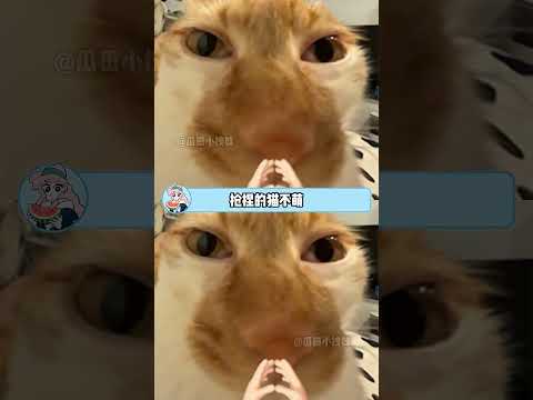 捞猫的手法如此娴熟，小猫都反应不过来#猫咪#萌宠#可爱#搞笑 #万万没想到 thumbnail