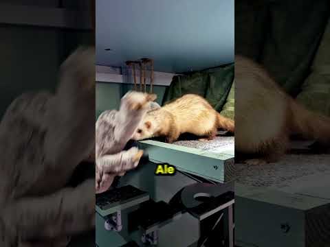 Ta mała fretka bardzo chciała coś jej pokazać! 😮 thumbnail
