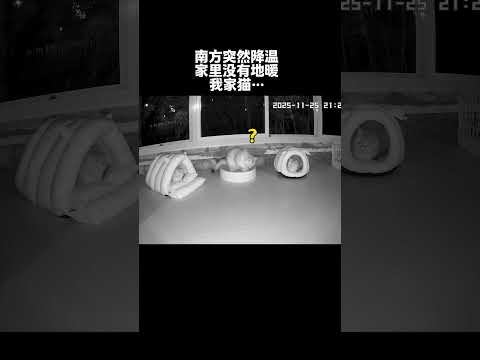 【牛奶是只猫】放南方小猫咪遇到突然降温…… #监控下的一幕 #猫咪的迷惑行为 thumbnail