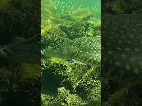 Have you ever seen the Netherlands underwater? thumbnail