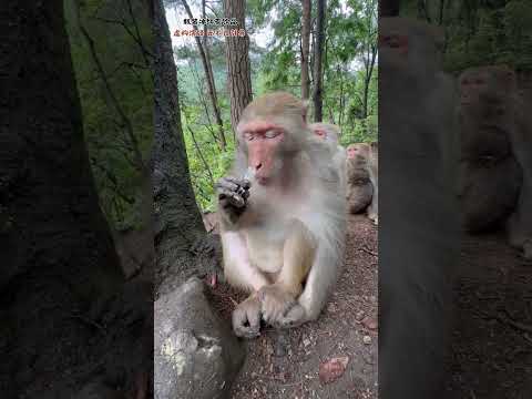 Chú khỉ nhâm nhi chén rượu #memevietnam #meme #funny #haihuoc thumbnail
