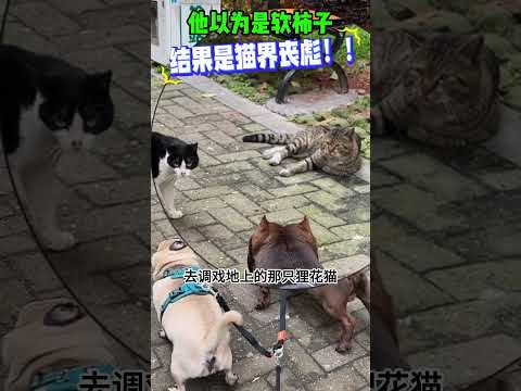 他以为是软柿子，结果是猫界丧彪 #感人壹幕 #影視解説 #大熱門 #影视聚焦 #搞笑 #funny #正能量 #精彩影视 #automobile #熱門 thumbnail