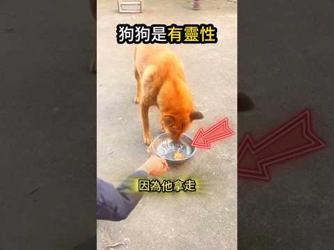 只要主人需要?狗狗願意分享? thumbnail