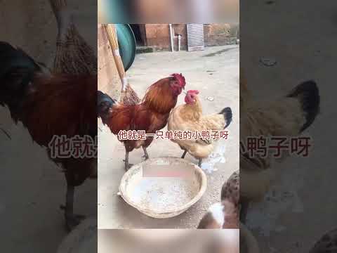 母雞背著我去養鴨子 #搞笑配音 #搞笑 #funny #鴨子 thumbnail