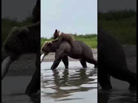 Karma 🐻 Bear Cub's Sweet River Ride #karma #bearcub #shorts thumbnail