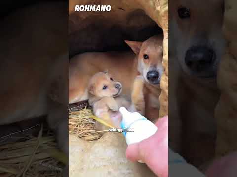 Kenapa anak anjing ini jadi pemarah? thumbnail