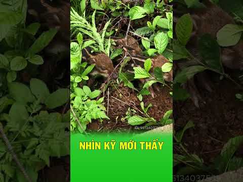Phải nhìn kỹ lắm mới thấy được đàn heo rừng con này thumbnail