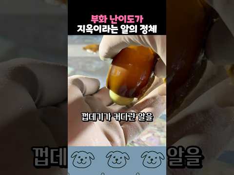 부화 난이도가 최상급이라는 알 thumbnail