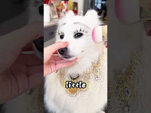 Mom’s Doing My Glam—This Party Pup’s Ready to Shine! #usa thumbnail