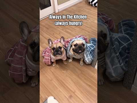 Life With French Bulldogs **The Last One Is So True 😂 #frenchbulldog thumbnail