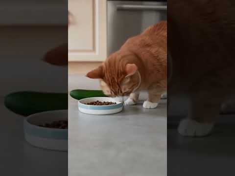 When cats meet their greatest enemy… the cucumber🥒🐱 #shorts thumbnail