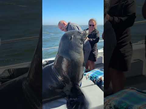 A friendly seal jumping onto our boat #wildlife #seal #funny #travel #amazing #cuteanimals #cute thumbnail