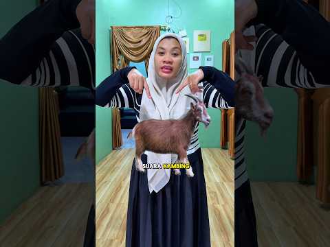 Suara kambing,mbe mbe.suara sapi,ngok ngok thumbnail