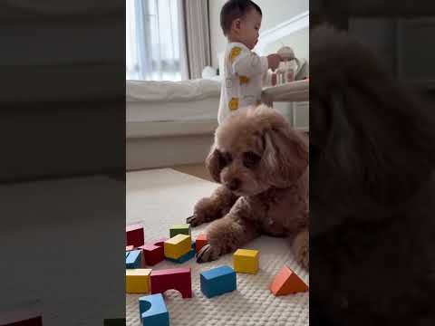 #萌寵出道計劃 #泰迪犬 #可愛的小狗狗 #0-3歲兒童啟蒙早教 #這也太萌太可愛了吧 thumbnail