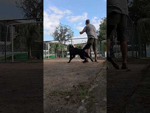 Obediência - necessário! #shorts #shortsfeed #cães #cachorros #pets #adestrador #adestradordecaes thumbnail