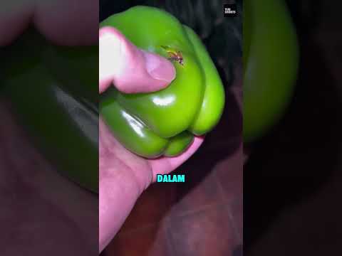 Ada Sesuatu di Dalam Paprikanya ? thumbnail