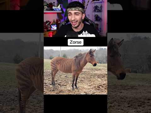 ZIT HAYVANLAR ÇİFTLEŞİRSE NE OLUR? ? #shorts thumbnail