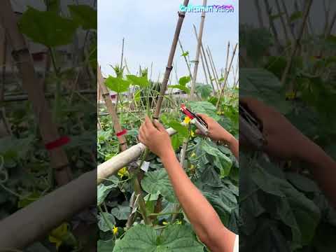 Practical trick to increase cucumber yield: Guide and tie cucumber vines onto bamboo trellises thumbnail