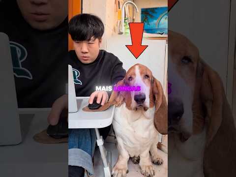 ESSE CACHORRO TEM AS MAIORES ORELHAS DO MUNDO 😳🐶 thumbnail