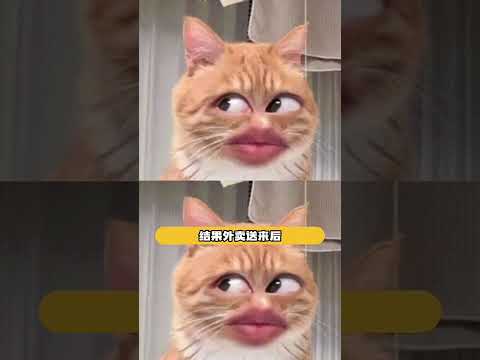 谁曾想啊？#可爱猫咪日常 #离谱  #万万没想到 thumbnail