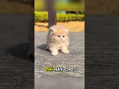 Họ đã gặp một điều tuyệt vời 😍 thumbnail