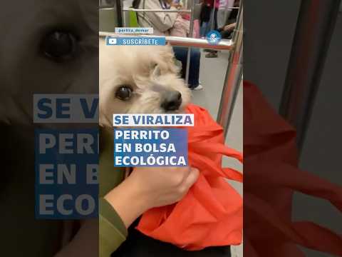 Jack conmueve internet: Así reaccionó al ver a otro perro en transportadora #shorts thumbnail