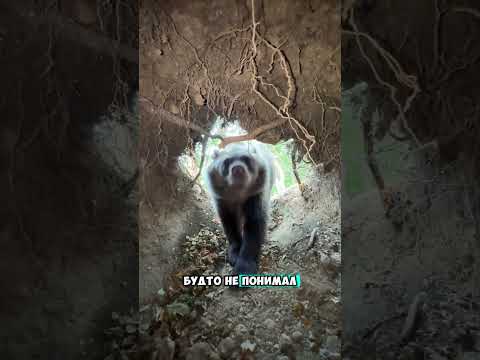 Он встретился с медведем thumbnail