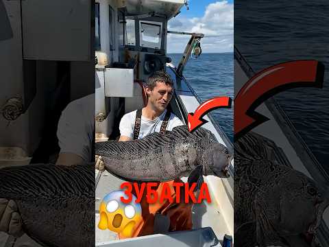 🐟 Даже мёртвая эта рыба опасна! #зубатка #морскиехищники #опаснаярыба thumbnail